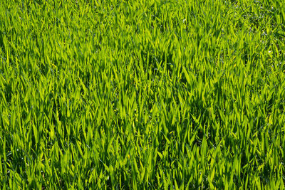 Full frame shot of leaves on field