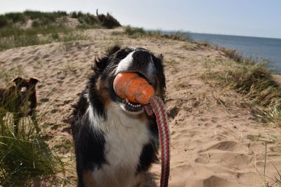 Close-up of border collie dog on sand dunes with toy in mouth