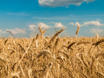 Close-up of crop in field