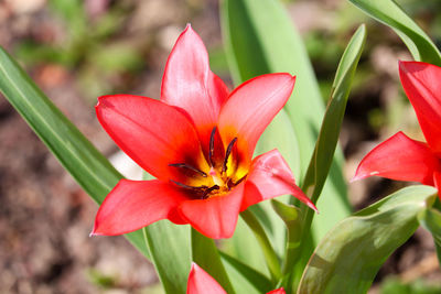 Close-up of a red tulip