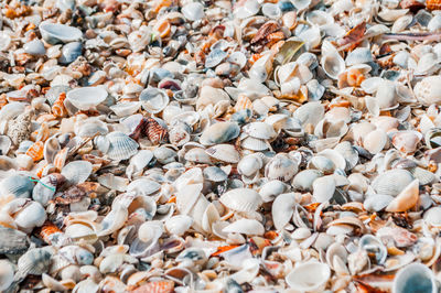 Full frame shot of seashells on beach