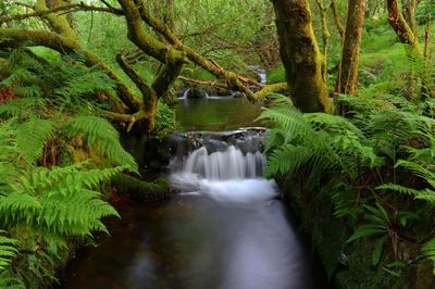 View of waterfall in forest