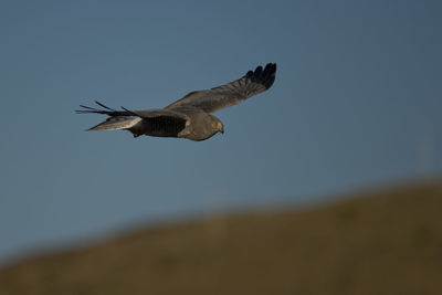 Low angle view of eagle flying in sky