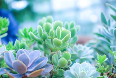 Close-up of succulent plant