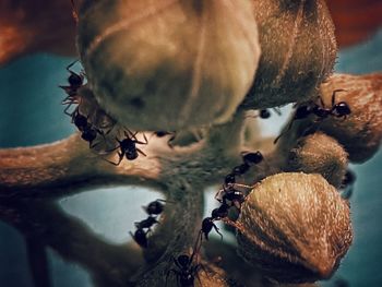 Close-up of fruits on plant