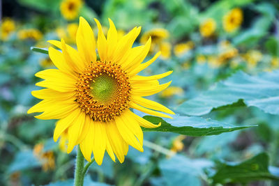 Close-up of yellow flower blooming outdoors