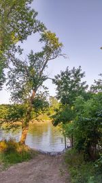 Trees in a lake