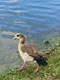 Close-up of seagull on lakeshore