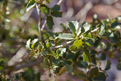 Close-up of fresh green plant