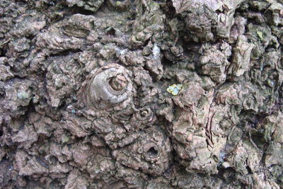 Full frame shot of tree trunk