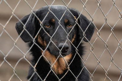 Close-up of dog seen through chainlink fence