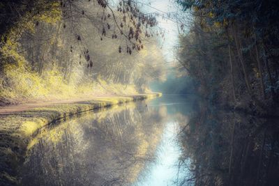 Scenic view of lake in forest