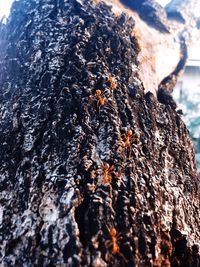 Close-up of tree trunk