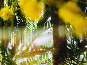 Close-up of yellow flowering plant