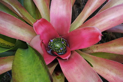 Close-up of pink succulent plant