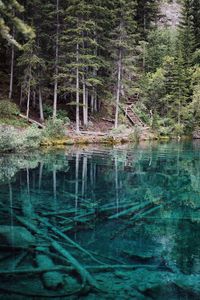 Scenic view of lake in forest