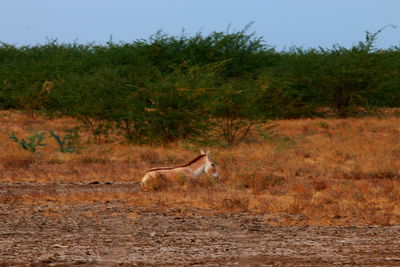 Side view of a horse on field