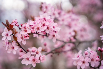 Close-up of cherry blossom