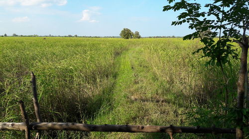 Scenic view of field against sky