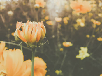 Close-up of orange flowering plant