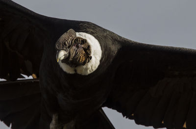 Close-up of a bird