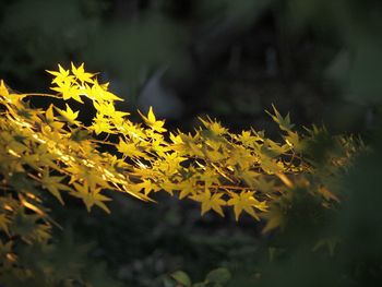 Close-up of yellow maple leaves on plant