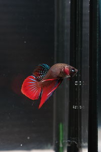 Close-up of fish swimming in water