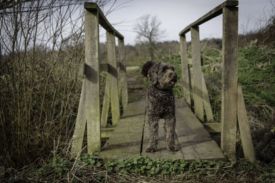 Dog standing on a bridge