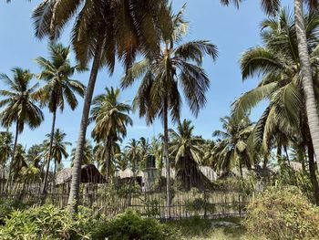 Palm trees against sky