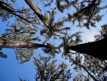 Low angle view of trees against sky