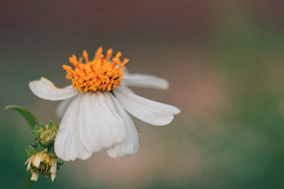 Close-up of yellow flower