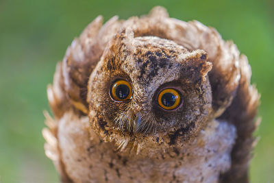 Close-up portrait of owl