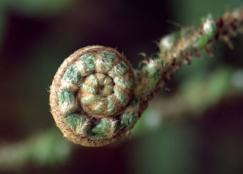 Close-up of plant