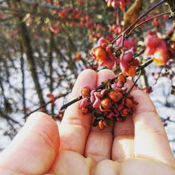 Midsection of person holding fruits on tree