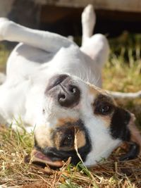 Close-up portrait of a dog