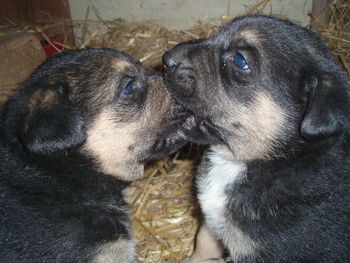 Close-up of dog