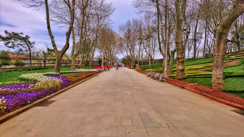 Walkway amidst bare trees against sky