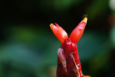 Close-up of plant outdoors