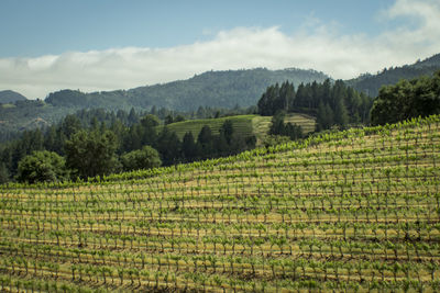 Scenic view of agricultural field against sky