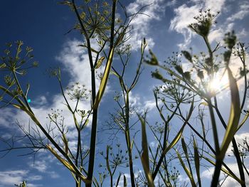 Low angle view of tree against sky
