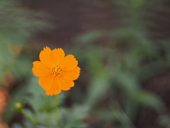 Close-up of yellow flower