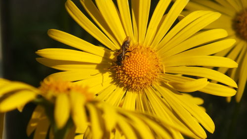 Close-up of insect on yellow flower