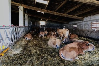 High angle view of cows in shed