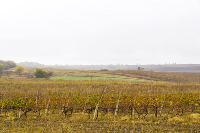 Scenic view of field against clear sky