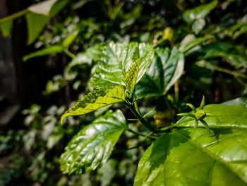 Hibiscus rosa-sinensis, is a species of tropical hibiscus, a flowering plant in the hibisceae tribe.