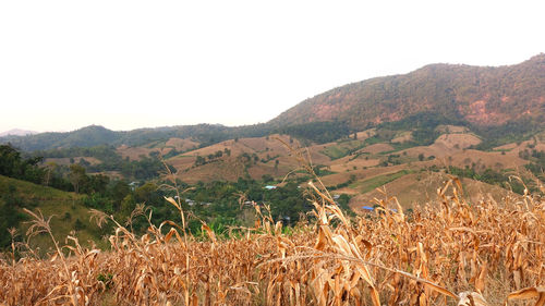 Scenic view of agricultural field against clear sky