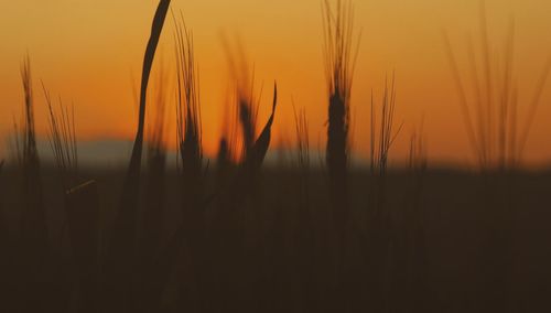 Close-up of silhouette plants on field against orange sky