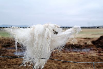 Close-up of horse on field against sky