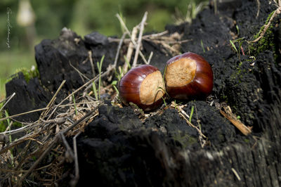 Close-up of fruits