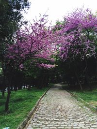 Pink flowers on footpath